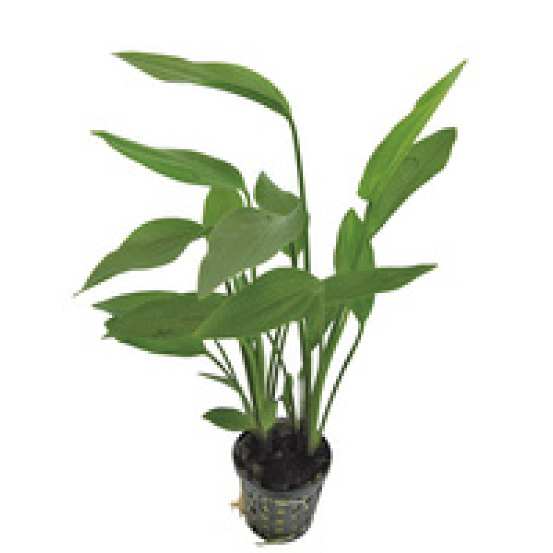 6x Echinodorus Parviflorus